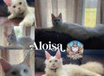 Aloisa - Maine Coon Kitten For Sale - Leominster, MA, US