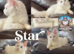 Star - Maine Coon Kitten For Sale - Leominster, MA, US