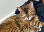 Pharaoh - Bengal Cat For Sale - 