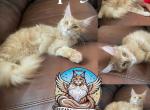 Persephone - Maine Coon Kitten For Sale - Leominster, MA, US