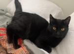 Pogo - Domestic Cat For Adoption - Flagstaff, AZ, US