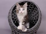 Celeste - Maine Coon Kitten For Sale - 