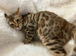 Samir Bengal Male Kitten - Bengal Kitten For Sale - 