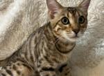 Samir Bengal Male Kitten - Bengal Kitten For Sale - Warren, OH, US