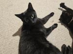 Hendrix - Domestic Cat For Sale - Baltimore, MD, US