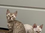 Bengal TICA - Bengal Kitten For Sale - 