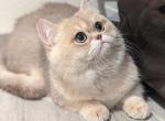 Sky - British Shorthair Cat For Sale/Service - Federal Way, WA, US