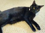 Marley - Domestic Cat For Adoption - Baltimore, MD, US