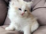 Beautiful ragdoll kittens - Ragdoll Kitten For Sale - Seattle, WA, US