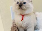 Jones - Ragdoll Kitten For Sale - Ocala, FL, US