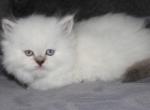 CFA Chocolate Lynx Point Persian Female Himalayan - Persian Kitten For Sale - Stanton, MO, US