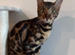 Luna - Bengal Kitten For Adoption - 