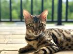 Nala - Bengal Kitten For Sale - Indian Trail, NC, US