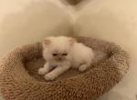 Flame point - Himalayan Kitten For Sale - Johnston City, IL, US