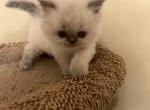 Little girl - Himalayan Kitten For Sale - Johnston City, IL, US