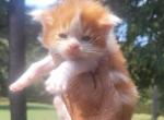 Sailer - Maine Coon Kitten For Sale - Ola, AR, US