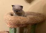 Little man - Himalayan Kitten For Sale - Johnston City, IL, US