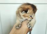 Brownie - Scottish Fold Kitten For Sale - Lincoln, NE, US