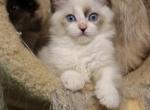 Mountain - Ragdoll Kitten For Sale - La Porte, IN, US