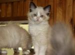 Snuggles - Ragdoll Kitten For Sale - La Porte, IN, US