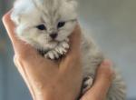 Snowy - Scottish Fold Kitten For Sale - Lincoln, NE, US