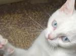 Nieve and Crystal - Thai Cat For Sale/Retired Breeding - Washington, DC, US