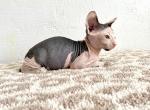 Oreo - Sphynx Kitten For Sale - 