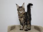 Lincoln - Maine Coon Kitten For Sale - NY, US