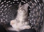 Maggie - Maine Coon Kitten For Sale - 