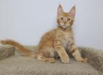 Charles - Maine Coon Kitten For Sale - NY, US