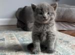 Scottish - Scottish Straight Kitten For Sale - Plainfield, IL, US