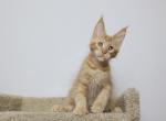 Bobby - Maine Coon Kitten For Sale - NY, US