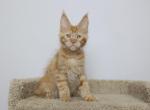 Louis - Maine Coon Kitten For Sale - NY, US