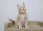 Jordan - Maine Coon Kitten For Sale - NY, US