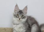 Tristan - Maine Coon Kitten For Sale - NY, US