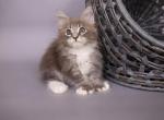 Binx - Maine Coon Kitten For Sale - 