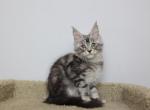 Monarch - Maine Coon Kitten For Sale - NY, US