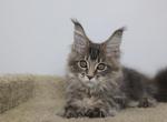 Oscar - Maine Coon Kitten For Sale - NY, US