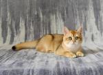 Carmen - British Shorthair Kitten For Sale - Denver, CO, US