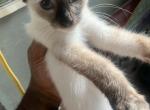 Blue - Siamese Kitten For Sale - 