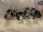 Tillys kittens - Bengal Kitten For Sale - Warner Robins, GA, US