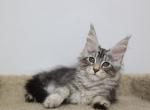 Vegas - Maine Coon Kitten For Sale - NY, US