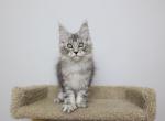 Maison - Maine Coon Kitten For Sale - NY, US