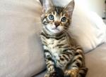 Brownie - Bengal Kitten For Sale - 