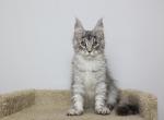 Thor - Maine Coon Kitten For Sale - NY, US