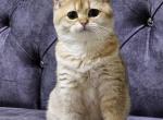 Cecilia - British Shorthair Kitten For Sale - Los Angeles, CA, US