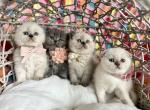 Blue point girls - Scottish Fold Kitten For Sale - 