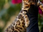 Zoltar - Bengal Kitten For Adoption - 