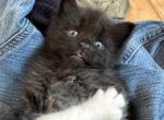 Black male - Maine Coon Kitten For Sale - Waterford, ME, US