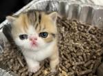 CFA PATCHED TABBY AND WHITE - Exotic Kitten For Sale - 